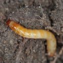larva arame