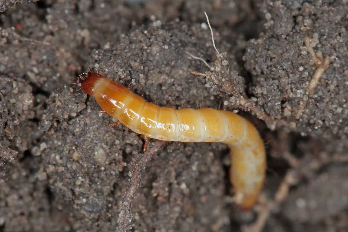 larva arame