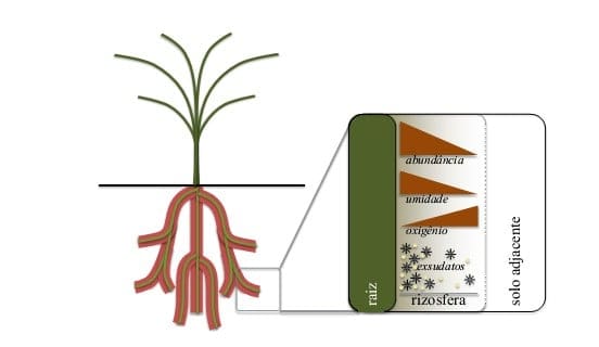Representação visual das raízes de uma planta, e do local onde localiza-se a rizosfera (em marrom). A rizosfera é rica em compostos liberados pelas raízes, atrativos aos microrganismos presentes no solo