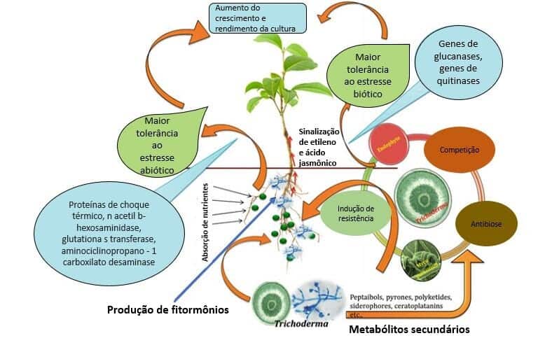 esquema de mecanismos de ação de Trichoderma no controle de fitopatógenos e produção de compostos relacionados à promoção de crescimento em plantas