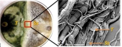Confronto direto in vitro à esquerda, de isolado de Trichoderma (representado pela letra T na figura) e o patógeno Sclerotinia sclerotiorum, causador do mofo branco em diversas culturas, incluindo a soja (representado pelas letras Ss). À direita é possível observar o fungo biocontrolador Trichoderma spp. envolvendo as estruturas de S. sclerotiorum