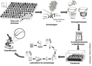 Nematoides No Algod O Guia De An Lise E Manejo Das Principais Esp Cies