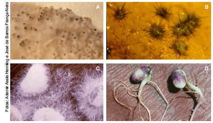 Sementes de soja infectadas pelos fungos Phomopsis sp. (A); Colletotrichum truncatum (B); Fusarium pallidoroseum (sin. F. semitectum) (C) e Cercospora kikuchii (D)