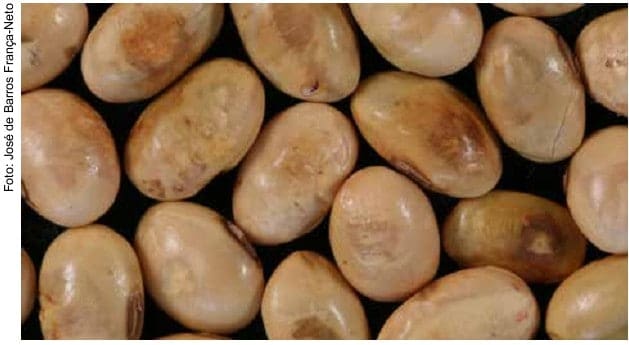 Lesões necróticas em sementes de soja, resultante da picada por percevejos