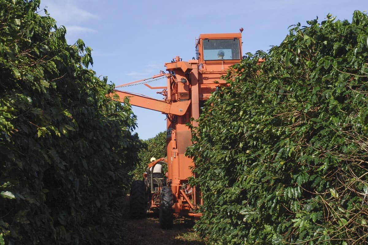 G1 - Máquina reduz custo da colheita do café conilon e robusta em