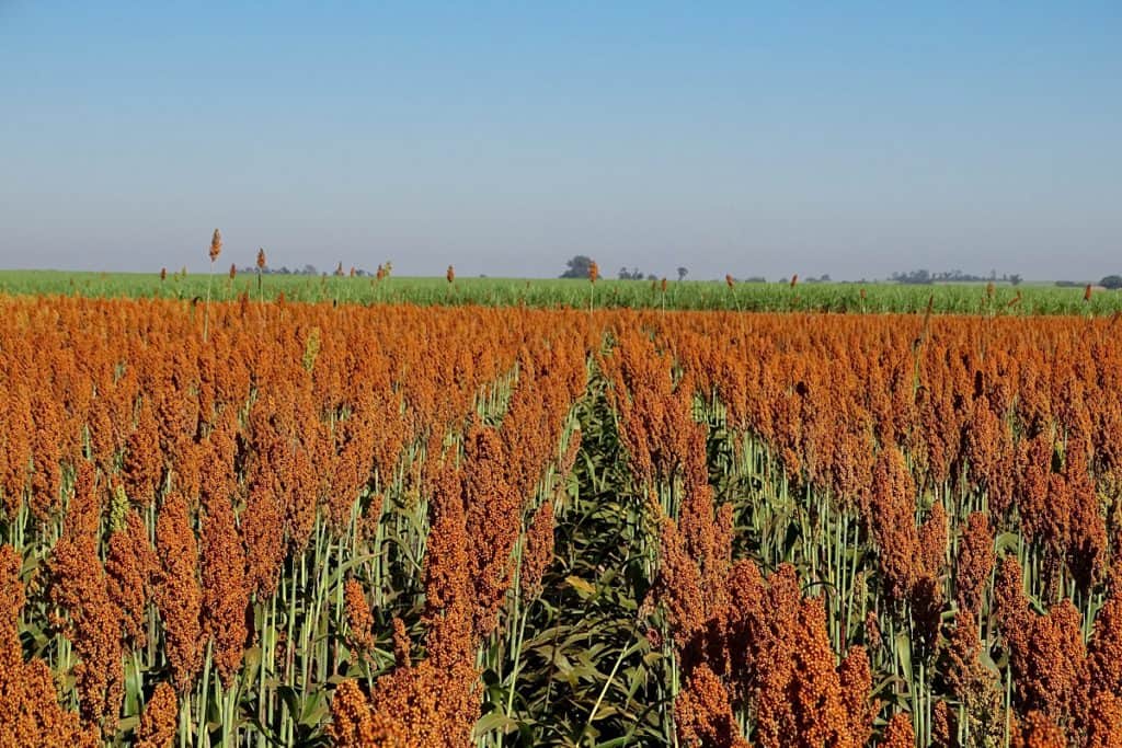 zoneamento agrícola do sorgo forrageiro