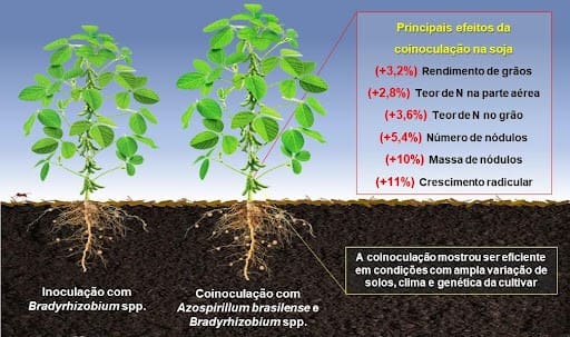 Imagem mostra a ilustração de duas plantas de soja e suas respectivas raízes. A primeira, após ter passado por inoculação; a segunda, após coinoculação. A coinoculação se mostrou evidente em condições com ampla variação de solo.