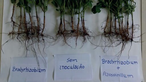 Aspectos das raízes de soja inoculada com Bradyrhizobium, sem inoculação e coinoculada com Bradyrhizobium + Azospirillum