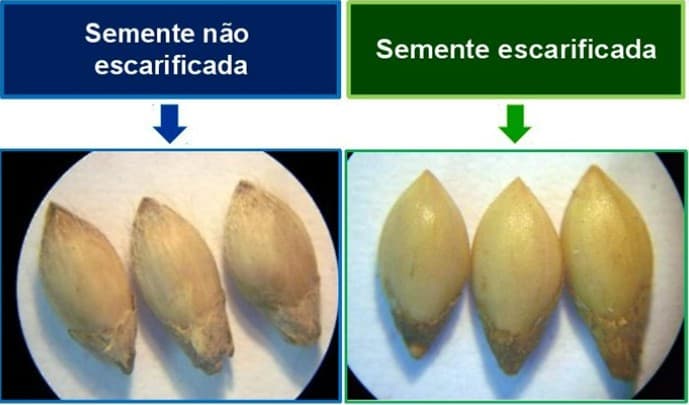 Sementes de Brachiaria antes e depois da escarificação química    