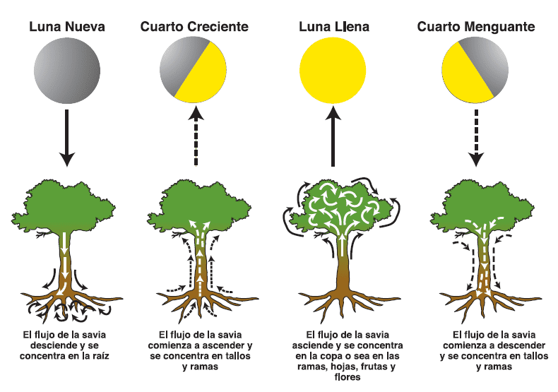 As fases da lua  e sua influência na dinâmica da seiva das plantas