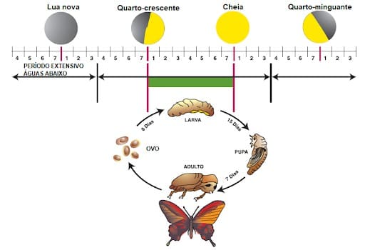 A relação das fases da lua com o ciclo dos insetos