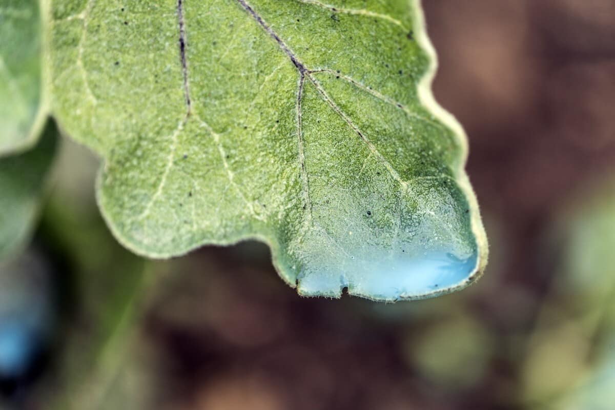 Imagem mostra folha com cobre na ponta. O nutriente tem um aspecto azulado.