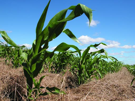 Densidade da plantação de milho: imagem mostra redução de espaços, que favorece a cobertura do solo