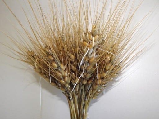 Foto de uma espiga de trigo, em que sementes estão germinando.