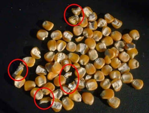 Foto de grãos de milho trincados e quebrados