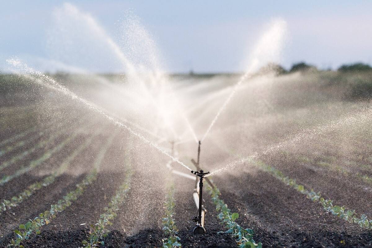 plantação de soja sendo irrigada. Imagem mostra em primeiro plano um sistema de irrigação.