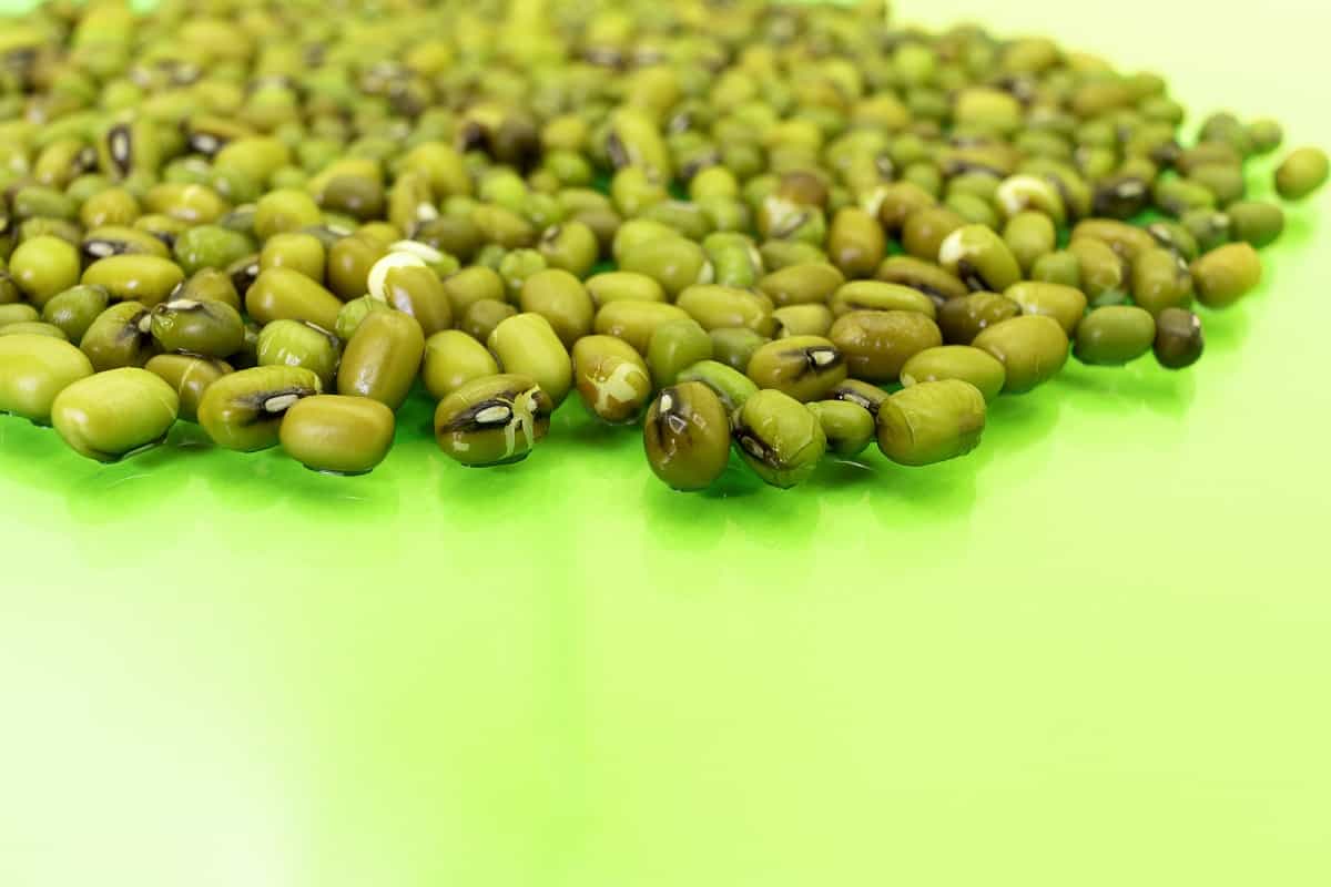 Foto de sementes esverdeadas de soja