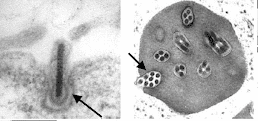 Na imagem à esquerda, é possível observar o formato de uma partícula viral de baculovírus fora da célula hospedeira (extracelular ou BV). Na imagem à direita, observa-se a transmissão do corpo de oclusão