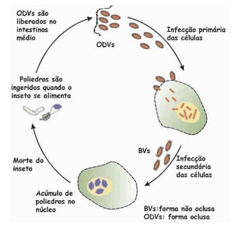 Esquema do ciclo do baculovírus, que vai desde a infecção primária das células até a morte do inseto-alvo