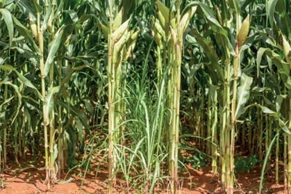 Foto de uma lavoura com consórcio de cana de açúcar e milho. Na imagem, é possível ver as duas culturas no mesmo estande.