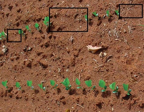 Estande de soja recém plantada com falhas. Na foto, há uma fileira de plântulas separadas por distâncias iguais, e outras fileiras com falhas nessas distâncias.