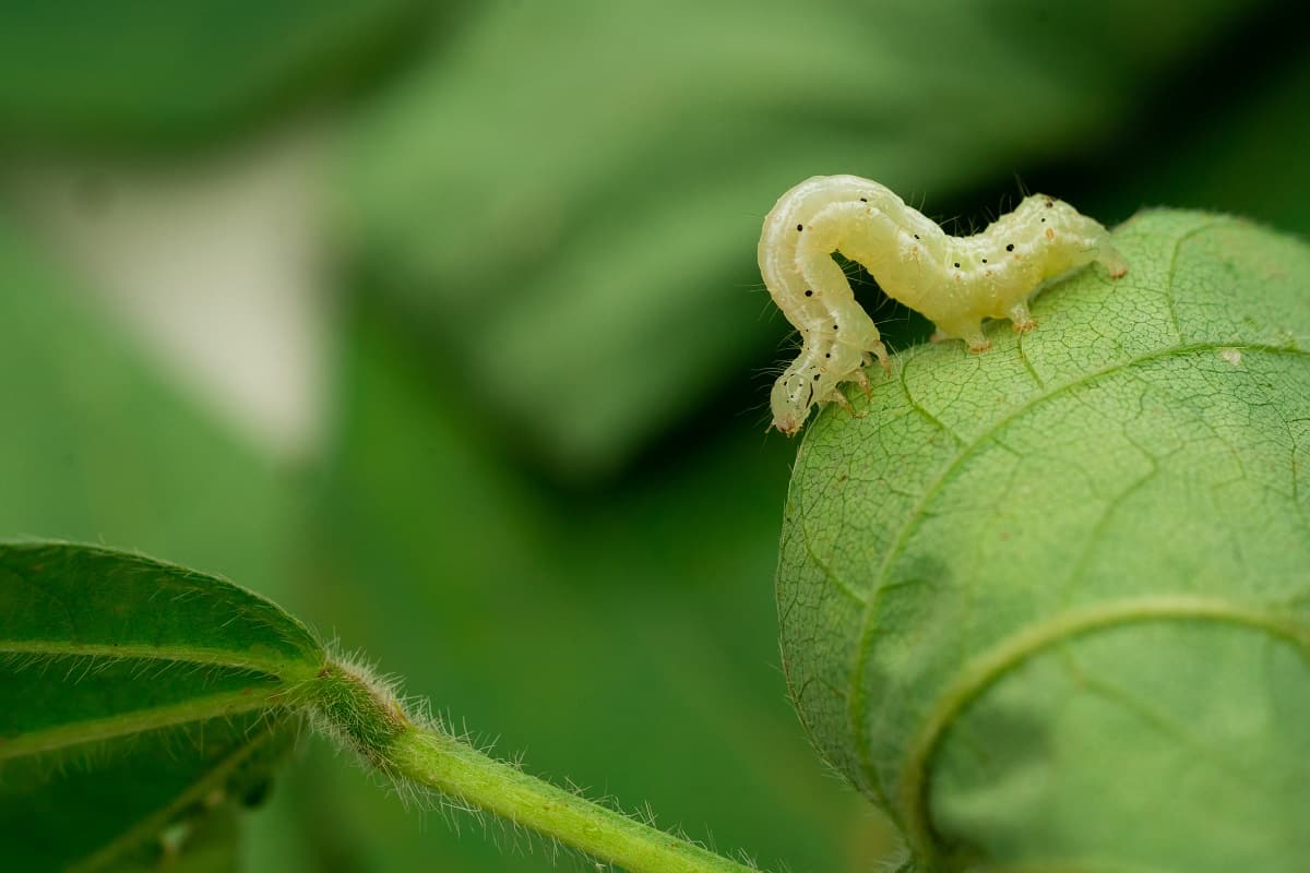 foto de lagarta sobre folha de soja