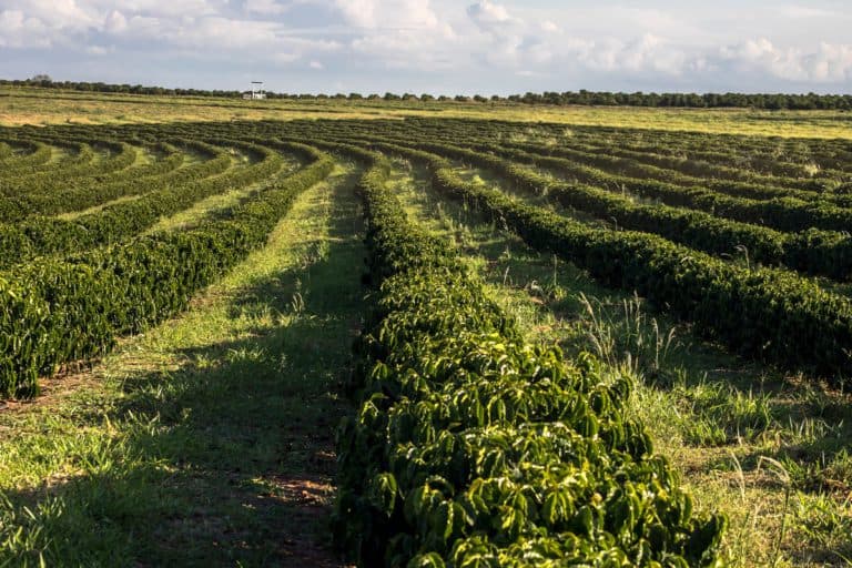 Foto de plantação de café com plantas daninhas entre as linhas