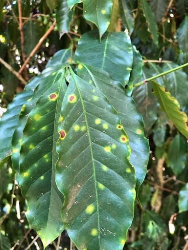 Foto de folha de cafeeiro com sintomas de ferrugem. A folha apresenta pontos alaranjados e amarelados.