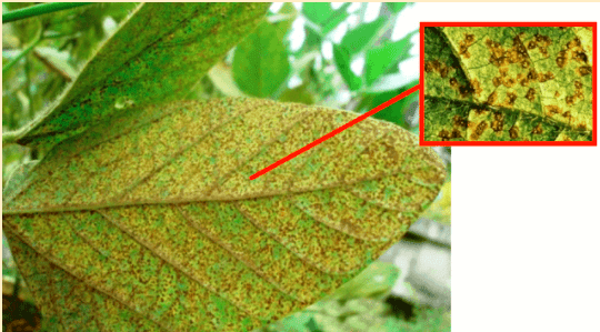 Foto ampliada de folha de soja com ferrugem asiática. Pontos avermelhados estão presentes em toda a folha.