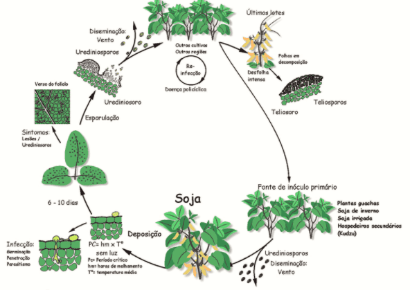 Imagem ilustra o ciclo da ferrugem asiática da soja