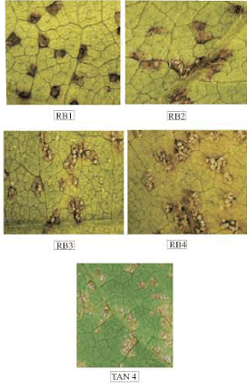 Fotos ampliadas dos esporos de ferrugem asiática nas folhas de soja, que apresentam pontos marrons e em relevo