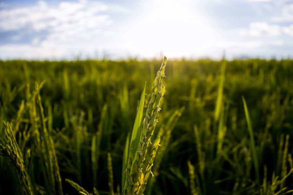Foto de lavoura de arroz, com espiga em primeiro plano