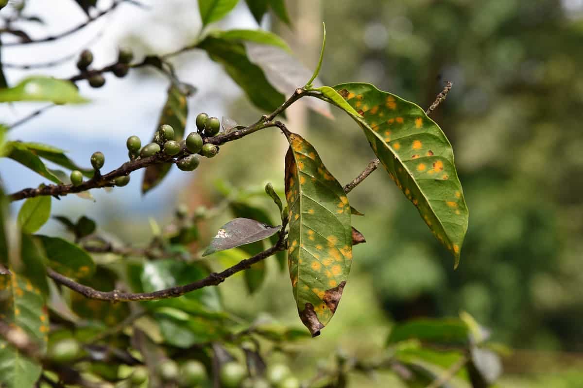 Foto de folha de café com sintomas de ferrugem, com pontos alaranjados