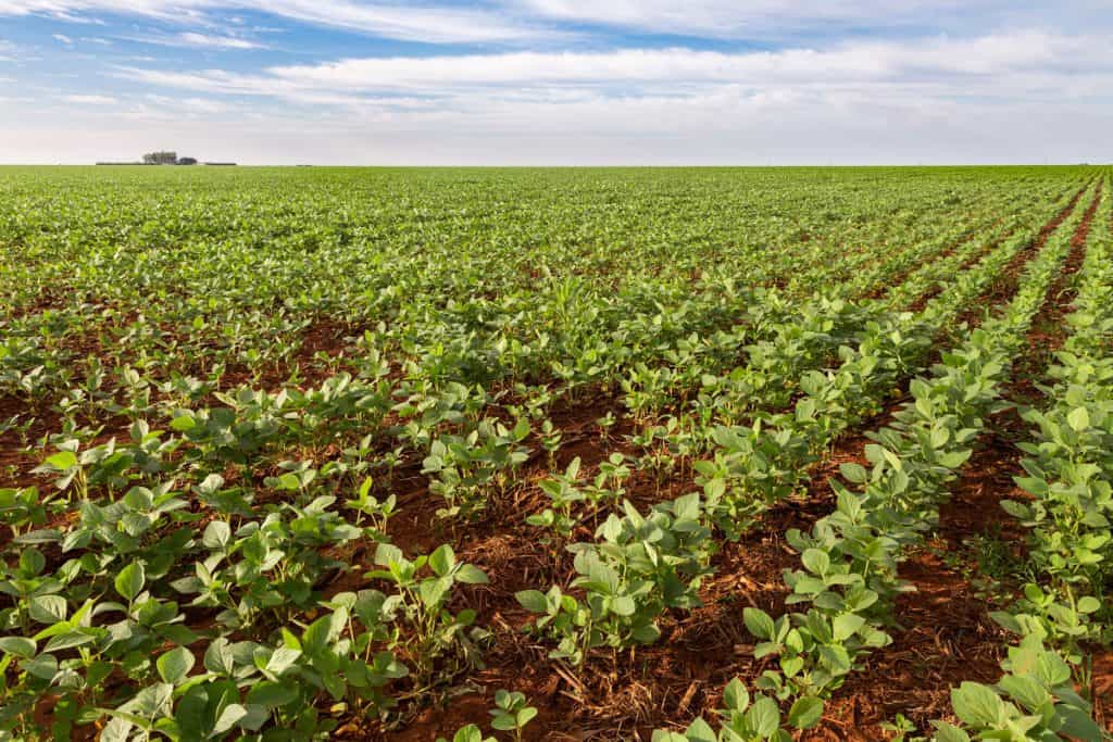 foto de lavoura de soja com perfeito espaçamento entre as linhas