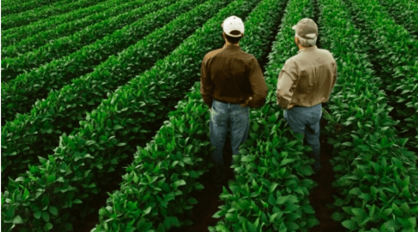 Holding rural no agronegócio: foto de dois produtores rurais em lavoura de soja, entre as fileiras do plantio.