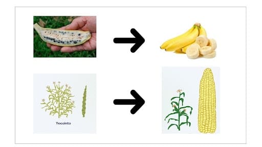 Fotos de comparação de comparação da banana e do milho antes do melhoramento genético. Antes, na imagem à esquerda, é possível ver uma banana com sementes enormes. Já no milho, é possível ver na ilustração que os grãos eram menores.