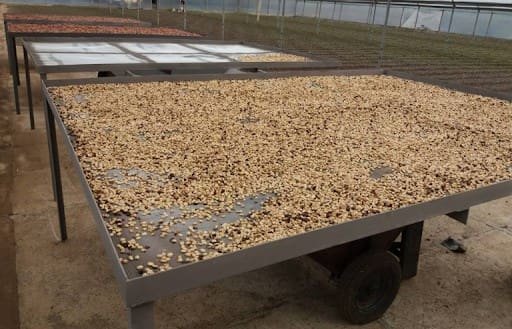 Foto de tábua de ferro suspensa, com grãos de café espalhados sobre a superfície.