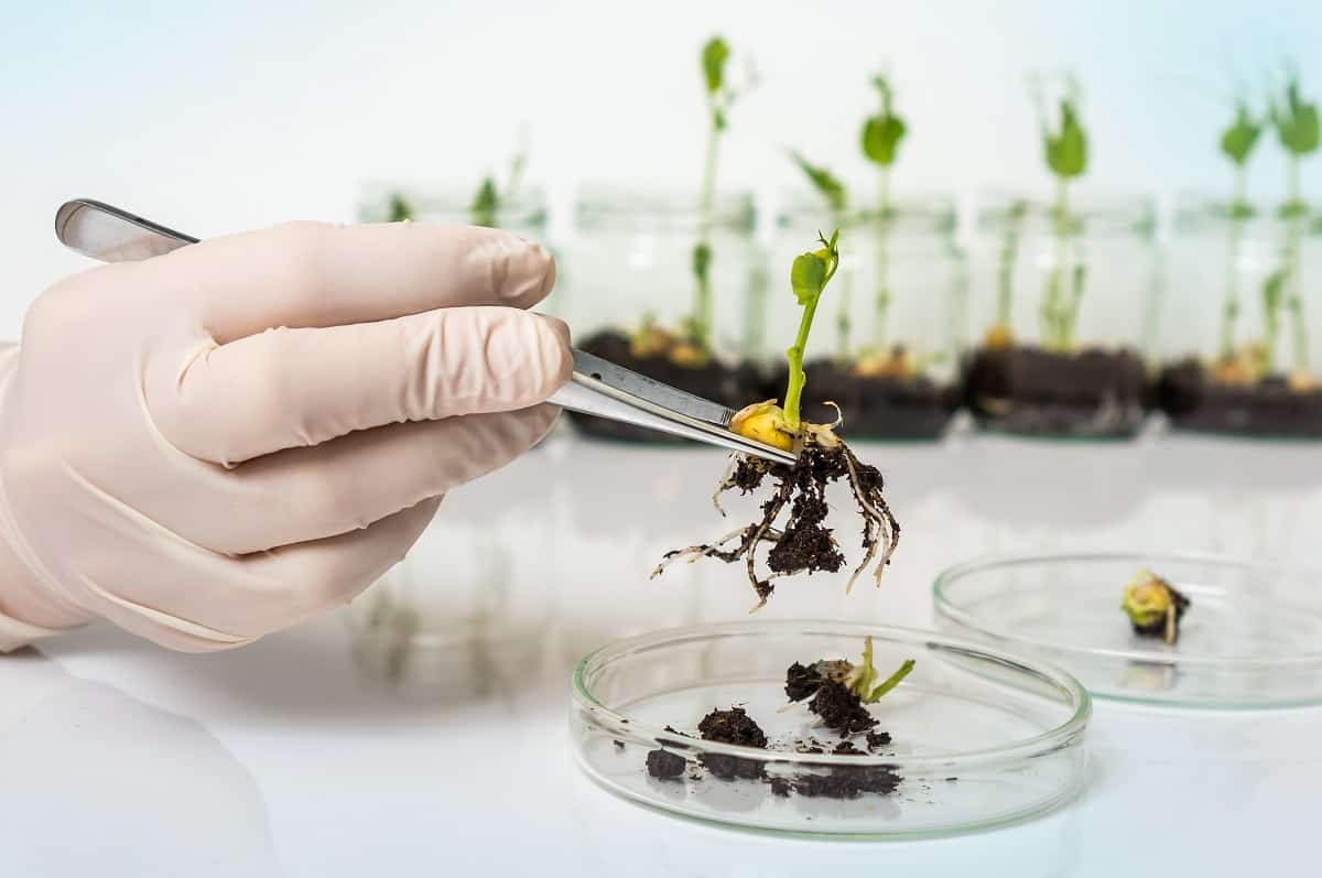 Foto de uma mão com uma pinça pegando uma planta em laboratório