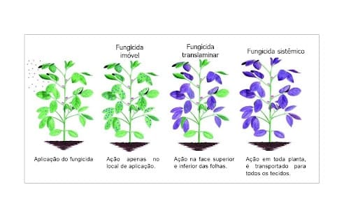 Ilustração de plantas sob o efeito de fungicidas. A planta que está sob efeito de um fungicida sistêmico está com coloração diferente, indicando que o produto atinge toda a planta, independente do local de aplicação.