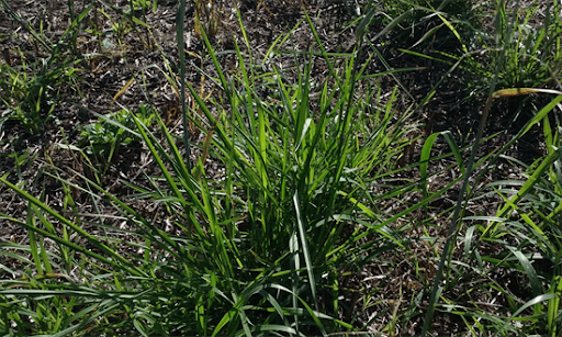 Foto da planta capim-rabo-de-burro no começo do desenvolvimento. A planta tem aspecto de capim comum.