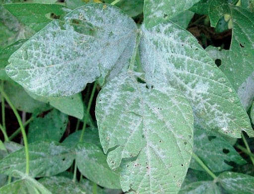Foto de folha de soja com sinais de oídio. As folhas apresentam coloração esbranquiçada e alguns furos.