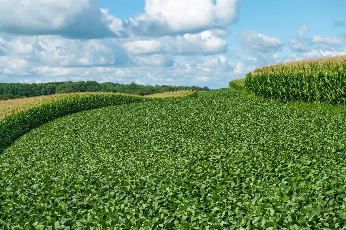 Imagem de lavoura de soja na frente de um céu azul