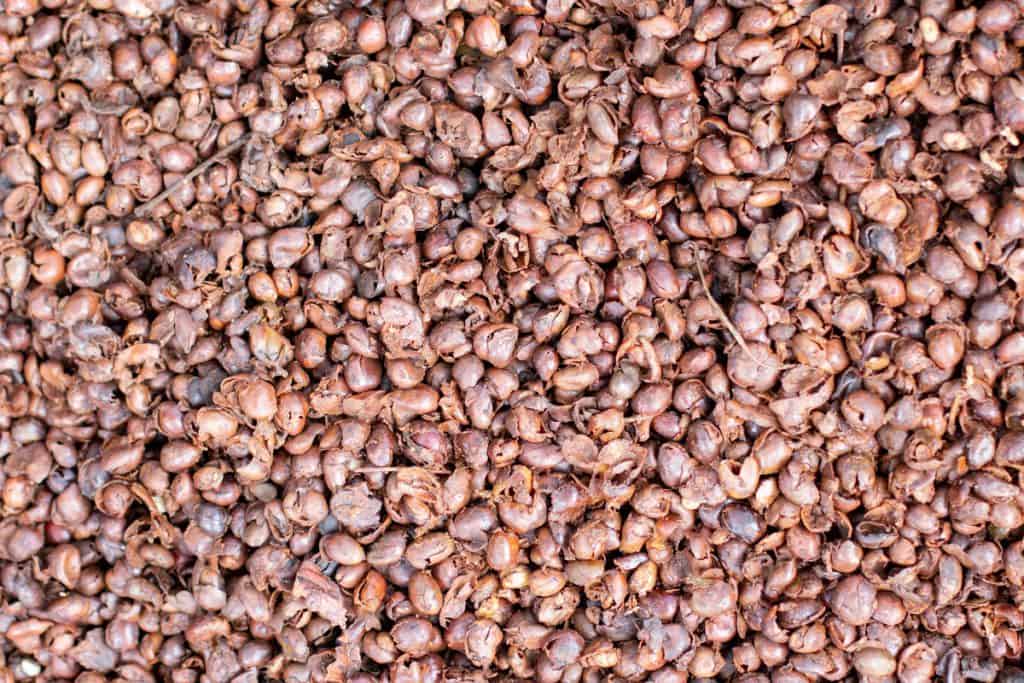 Foto da palha de café: várias cascas de café juntas em uma superfície