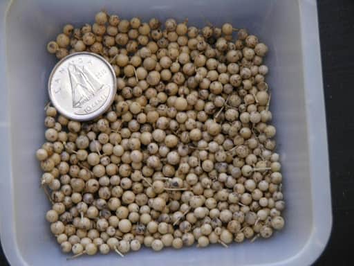Foto de bacia branca com várias sementes de crambe, na cor amarelada. Sobre as sementes, há uma moeda, demonstrando que as sementes são muito pequenas;