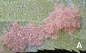 Foto de vários ovos pequenos e rosados sobre uma folha. Sobre esses ovos, há uma espécie de algodão.