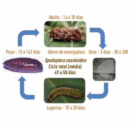 Foto do ciclo da lagarta-preta: os ovos viram lagartas, em seguida pupas, e por fim, adultos