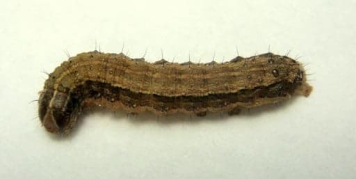 Foto de uma spodoptera frugiperda em uma superfície branca. A lagarta tem um tom verde-escuro com listras amarelas-escuras, e alguns fiapos que saem de todo o seu corpo.
