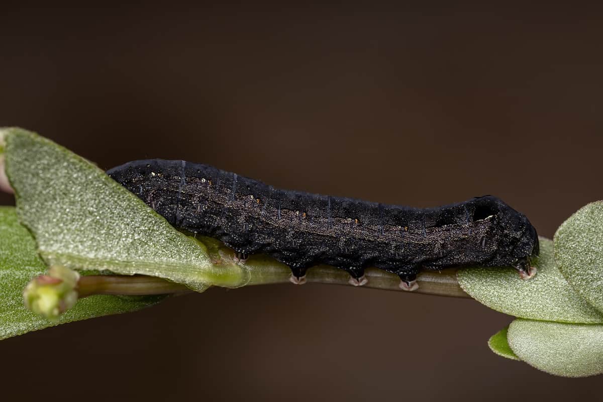 foto de uma lagarta-preta sobre uma folha