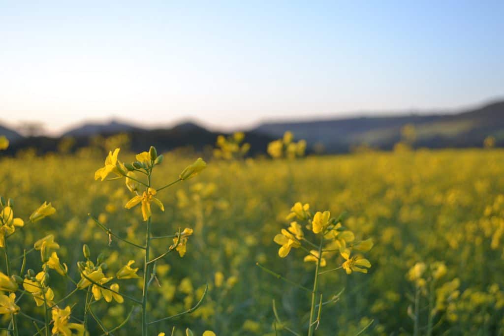 Foto de plantação de canola em lavoura, com céu azul no fundo
