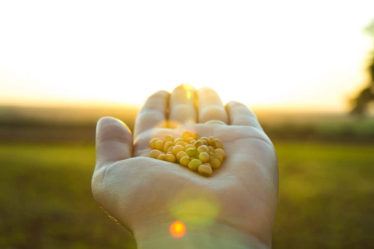 Foto de mão estendida segurando grãos de soja, com uma lavoura no fundo